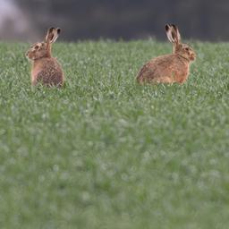Feldhasen sitzen auf einem Acker. 