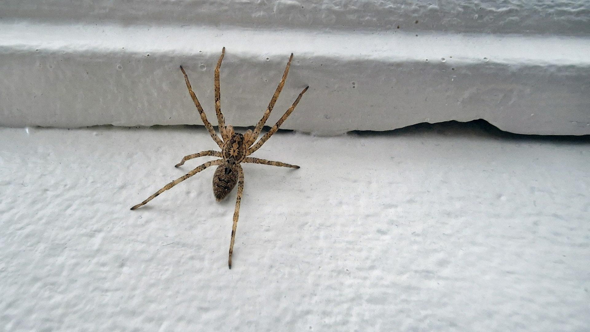 Groß und giftig? So gefährlich ist die Nosferatu-Spinne wirklich