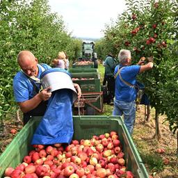 Erntehelfer sammeln Äpfel der Sorte Gala. Der Mindestlohn steigt auch für ausländische Erntehelfer. Wird Obst und Gemüse teurer? Gehen die Preise für Spargel und Erdbeeren hoch?
