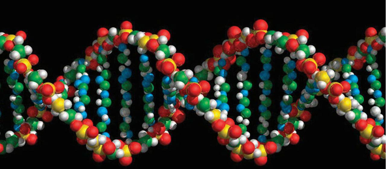 DNA-Modell | picture alliance DNA-Modell