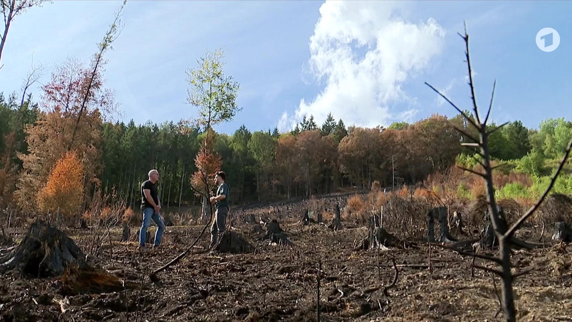 Finanzieller Schaden für Waldbesitzer durch Waldbrände in Deutschland