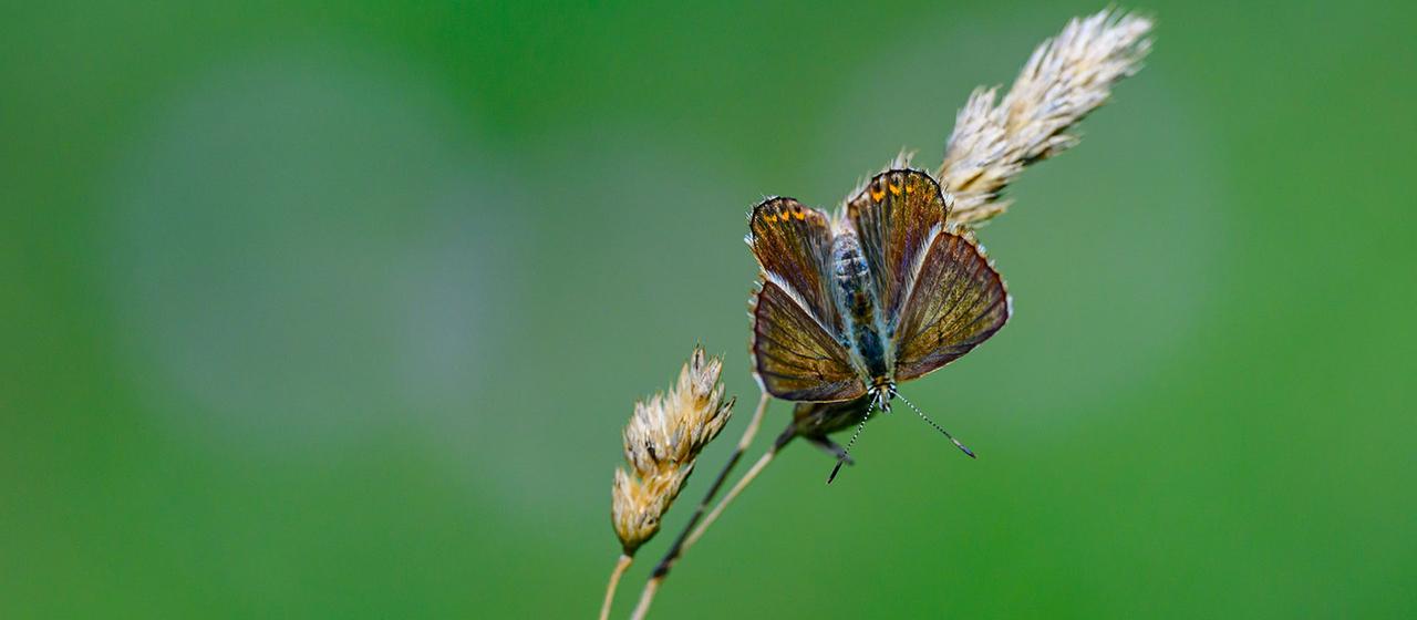 Ein Tagfalter ist in einer Wiese zu sehen.