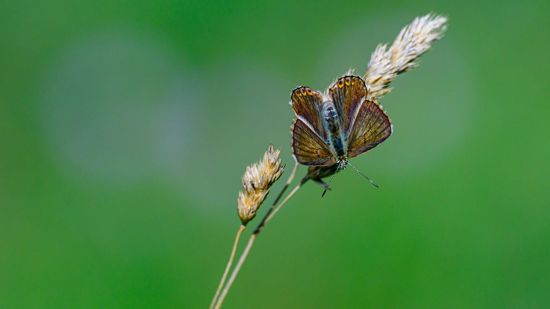 Ein Tagfalter ist in einer Wiese zu sehen. | dpa