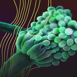 Schimmelpilz Aspergillus fumigatus