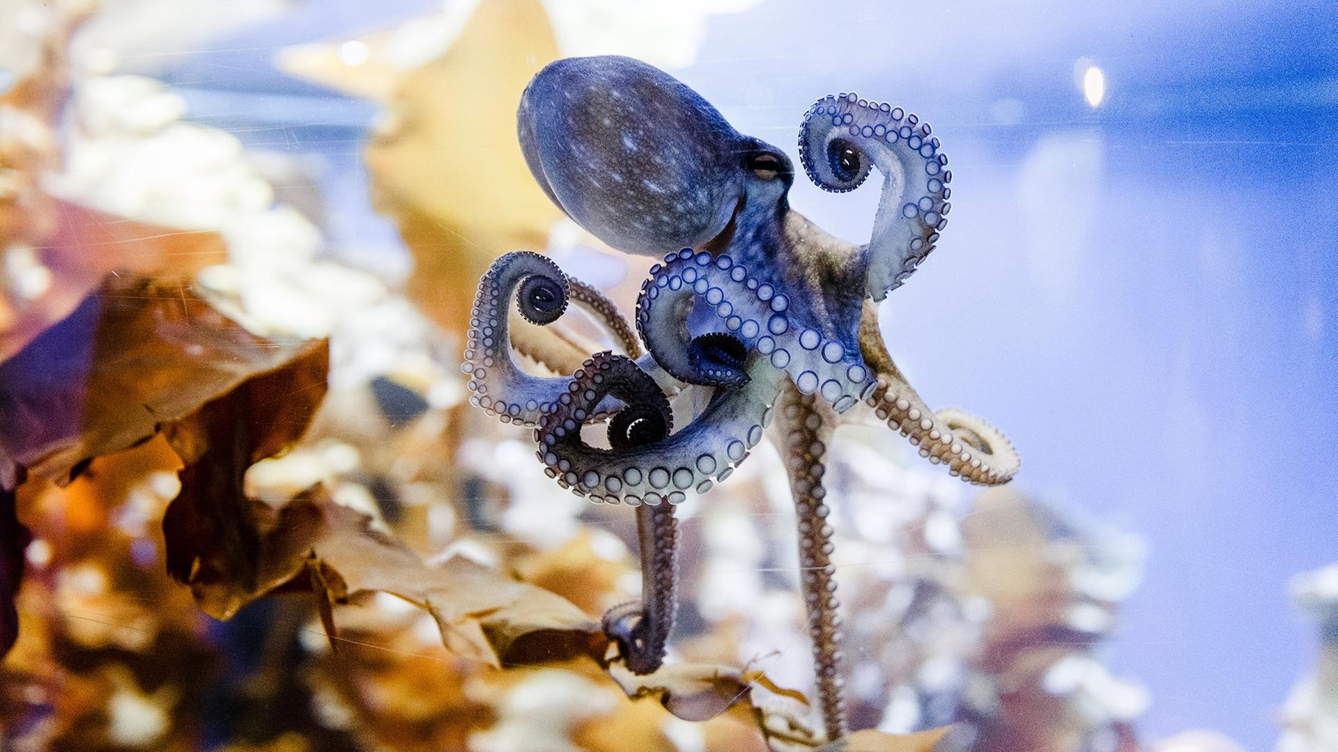 Ein Oktopus ist in einem Aquarium zu sehen. | picture alliance / Markus Scholz
