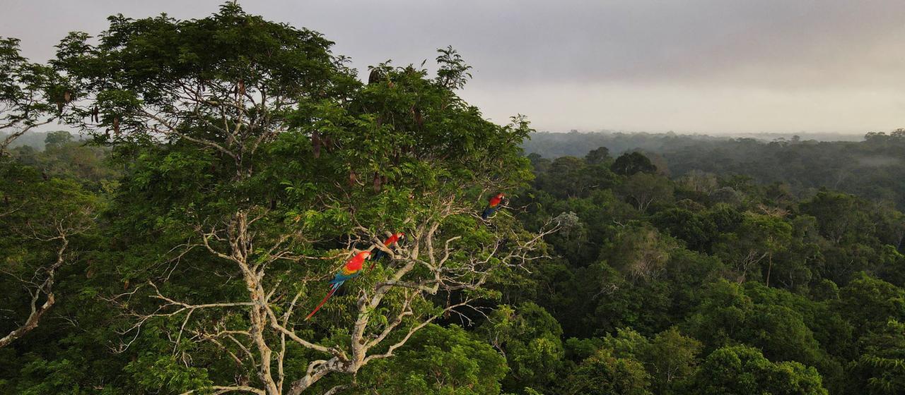 Aras sitzen auf einem Baum im Amazonas-Regenwald in Manaus, Bundesstaat Amazonas, Brasilien.