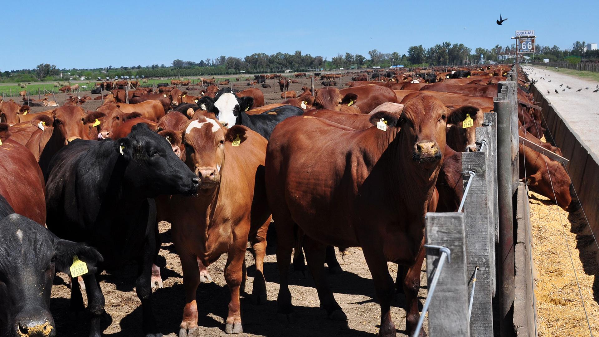 Rinder im Feedlot auf der Rinderfarm Carcarañá in Argentinien | Privat