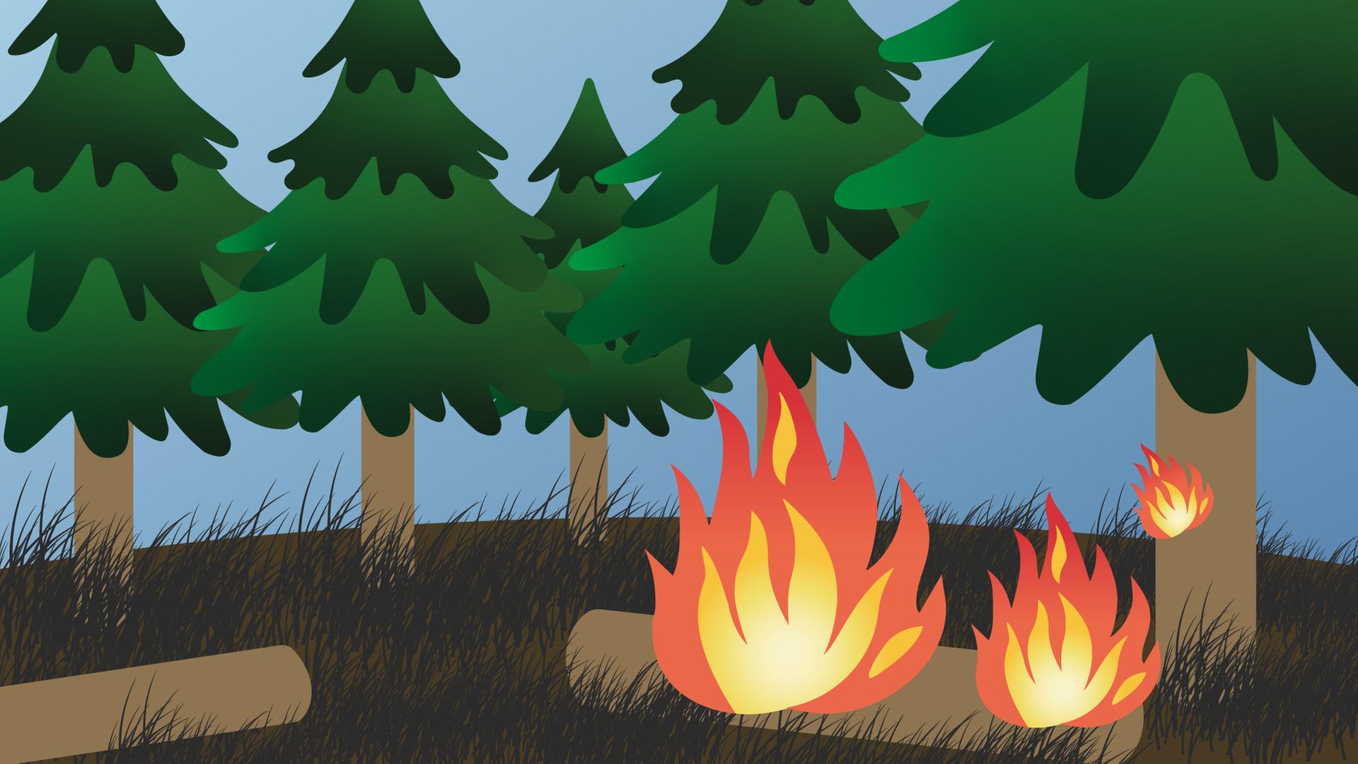 So hoch ist die Waldbrandgefahr jetzt bei dir