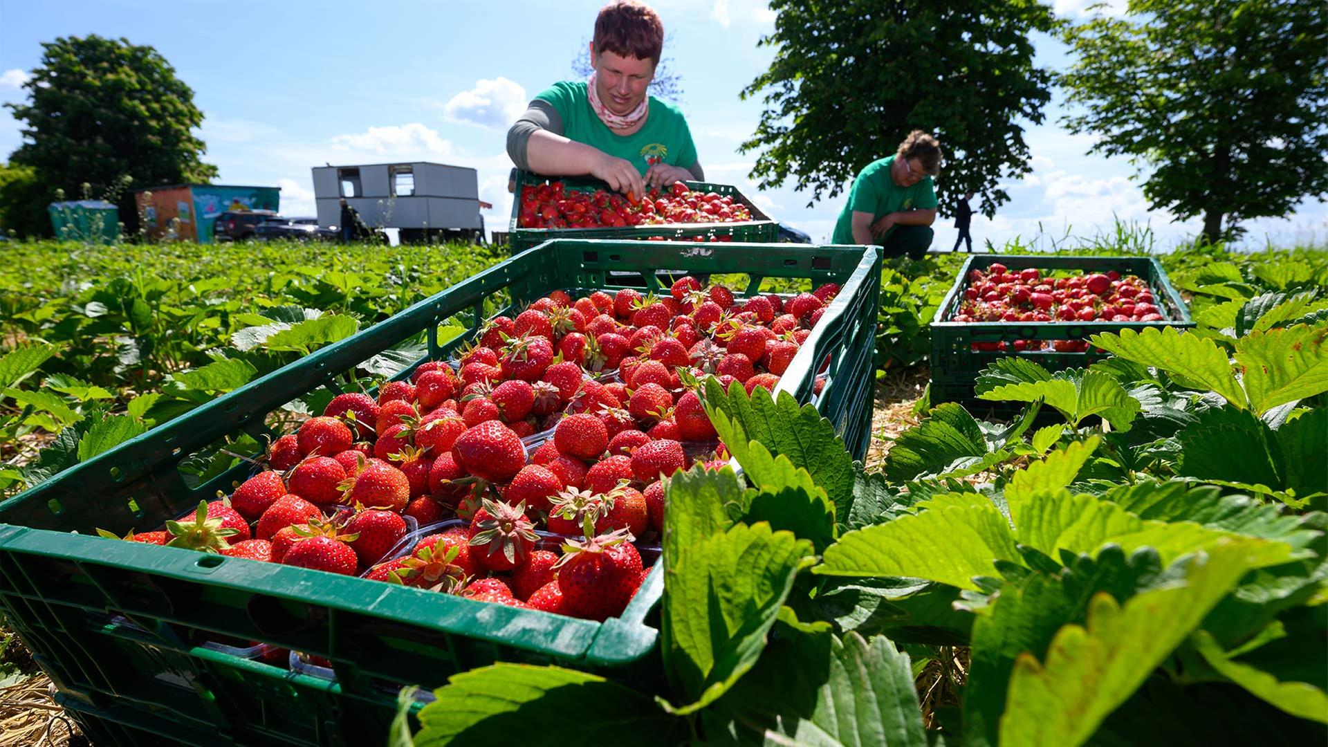 Erdbeerernte in Sachsen | picture alliance/dpa