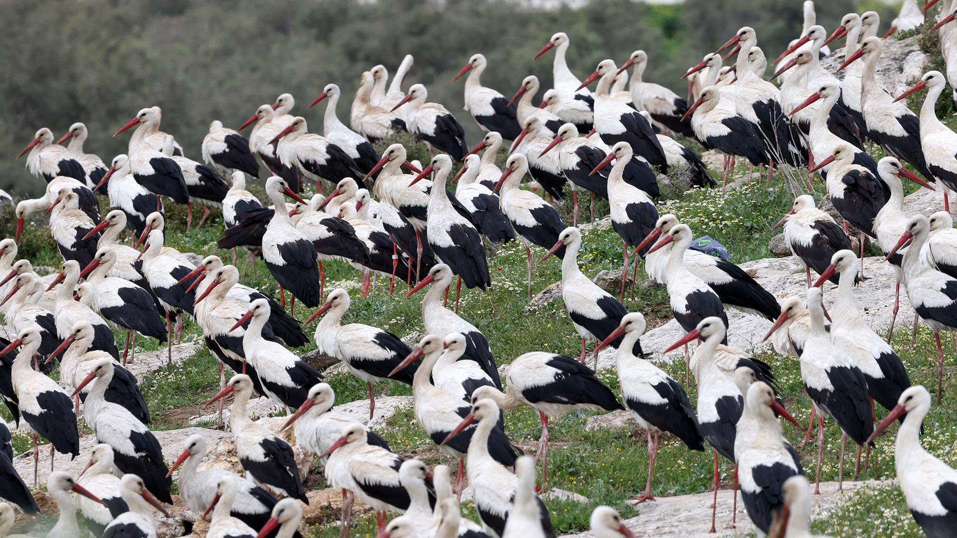 ZugstÃ¶rche (Ciconia ciconia) auf einem Feld an einem wichtigen Rastplatz fÃ¼r ZugvÃ¶gel in der NÃ¤he der Stadt Jenin im Westjordanland. | EPA