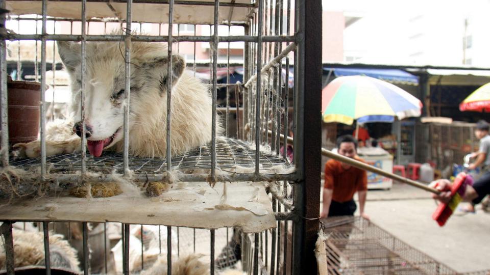 Marderhunde liegen in engen Käfigen auf dem Xin Yuan Markt im chinesischen Guangzhou.