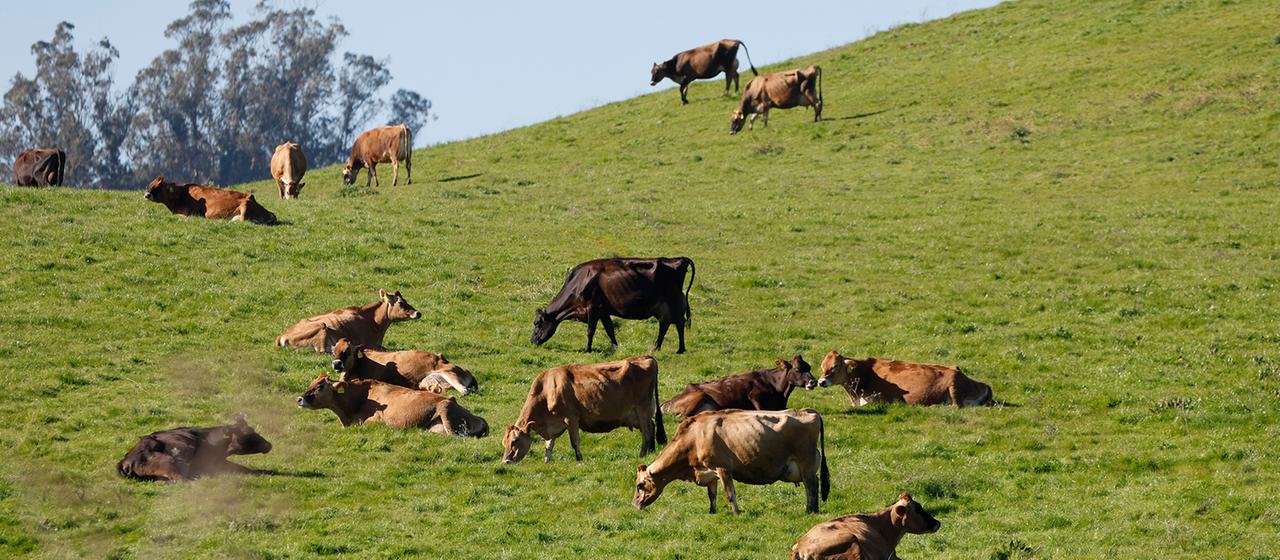 Rinder grasen auf einem Feld in der Nähe eines Milchviehbetriebs in Petaluma (Kalifornien, USA).