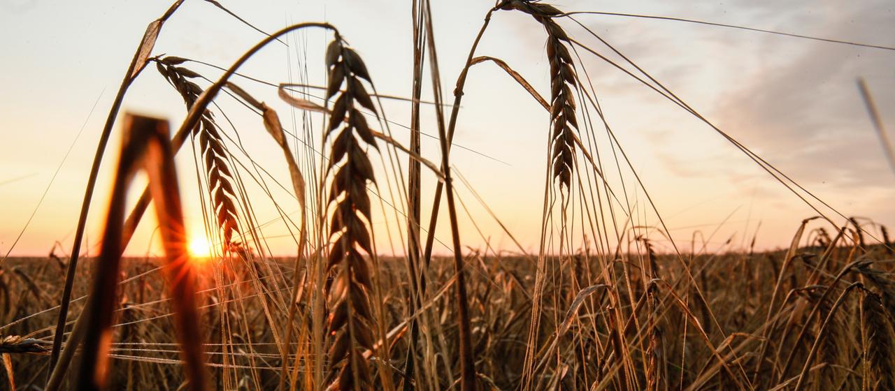 Ein Weizenfeld in der Region Donezk.
