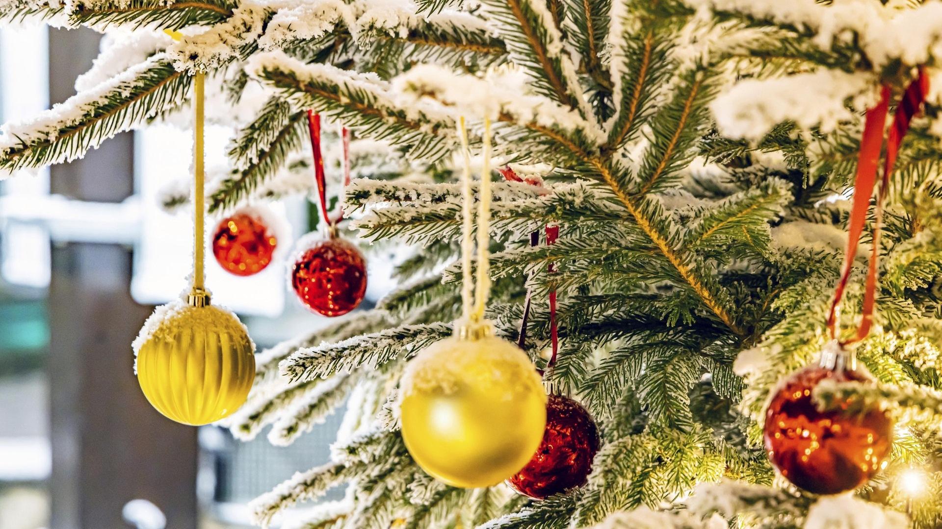 Ein festlich geschmückter Weihnachts baum. Gibt es davon genug in diesem Jahr? Im heißen und trockenen Sommer haben viele Bäume gelitten. | picture-alliance / Reportdienste, picture alliance / imageBROKER | Arnulf Hettrich