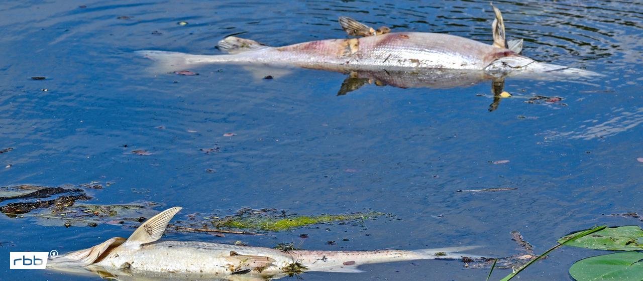 Polen entsalzt vorsorglich die Oder