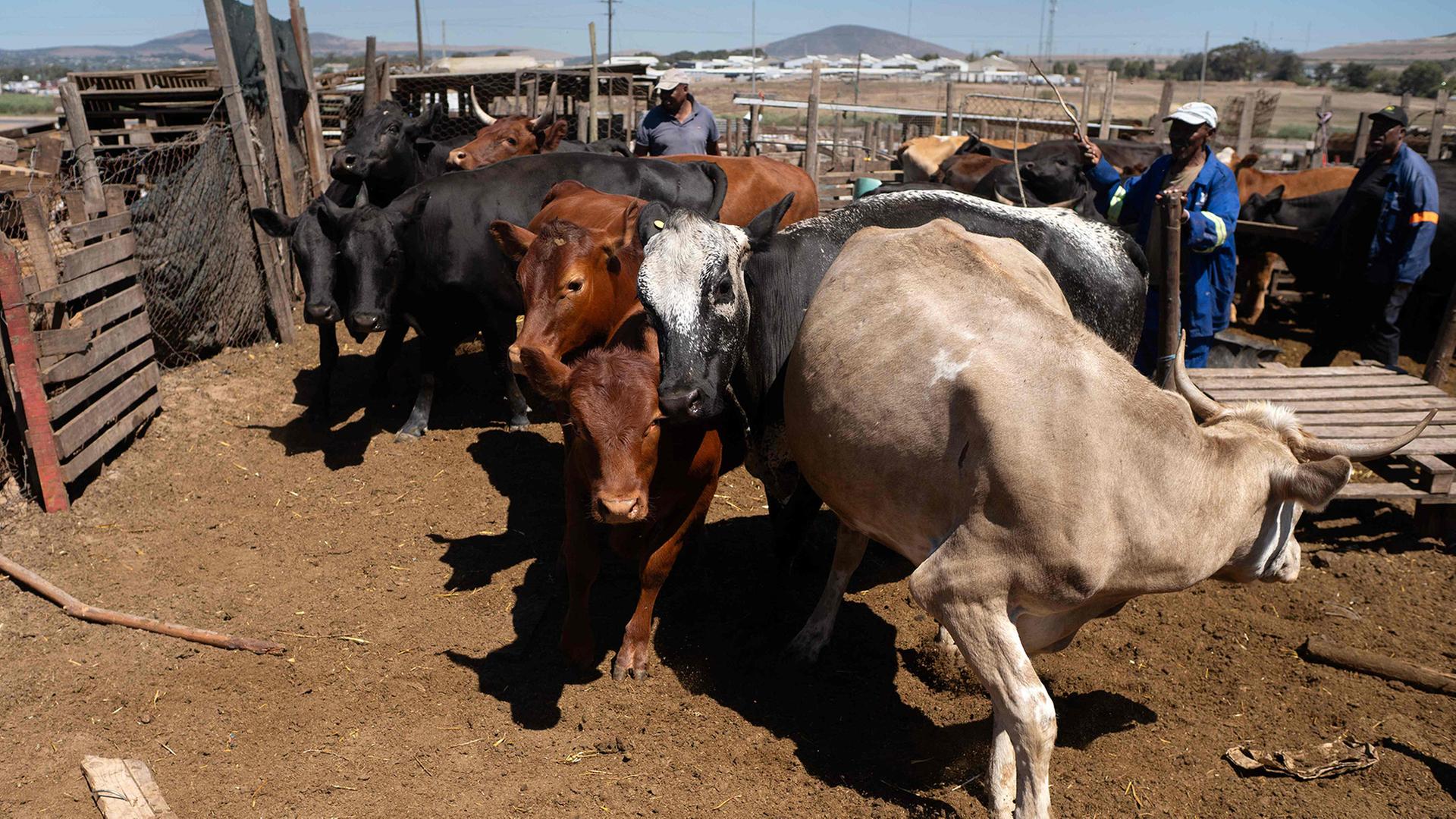 Landarbeiter treiben Rinder zu einer Rampe, wo sie gegen Maul- und Klauenseuche geimpft werden. | AFP