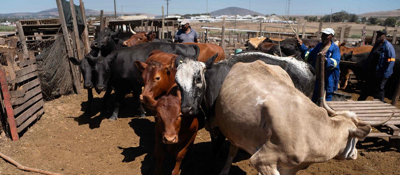 Landarbeiter treiben Rinder zu einer Rampe, wo sie gegen Maul- und Klauenseuche geimpft werden.