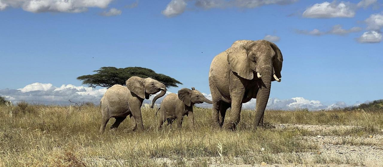 Afrikanische Elefanten | AP Afrikanische Elefanten