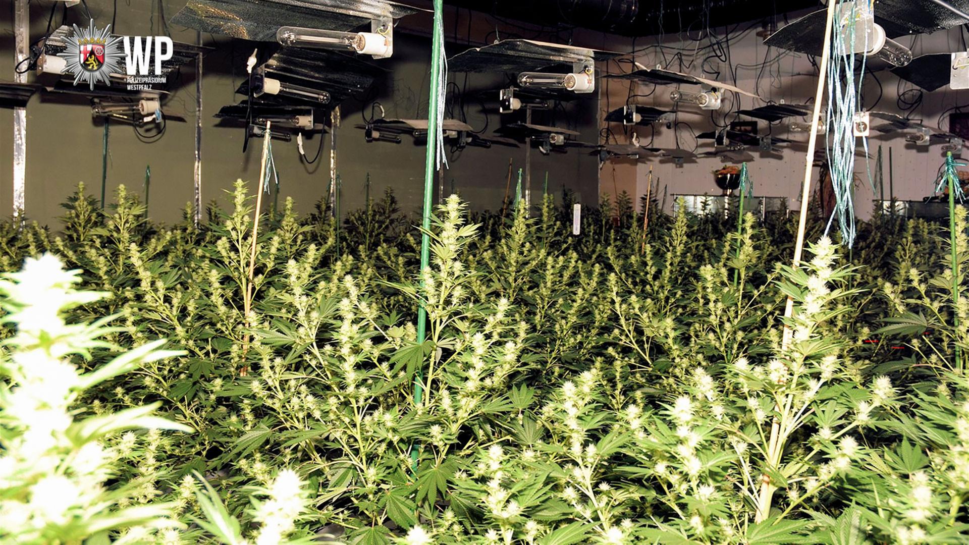Illegale Cannabisplantage in Kusel-Altenglan | Polizeipräsidium Westpfalz