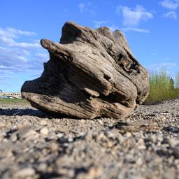 Ausgetrocknetes Elbufer bei Dresden