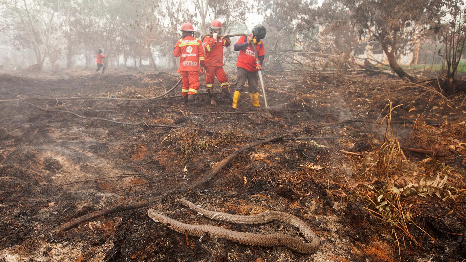 Eine tote Schlange liegt am Boden, während Feuerwehrleute versuchen einen Waldbrand in der indonesischen Provinz West-Kalimantan zu löschen. | REUTERS