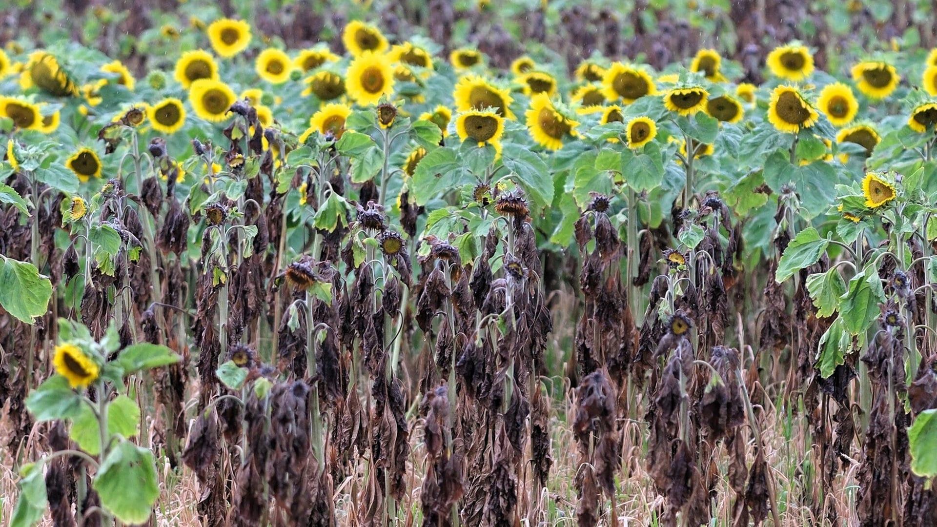 Vertrocknete Sonnenblumen auf dem Feld - der Sommer 2025 war zu heiÃ | picture-alliance / Reportdienste, Picture Alliance