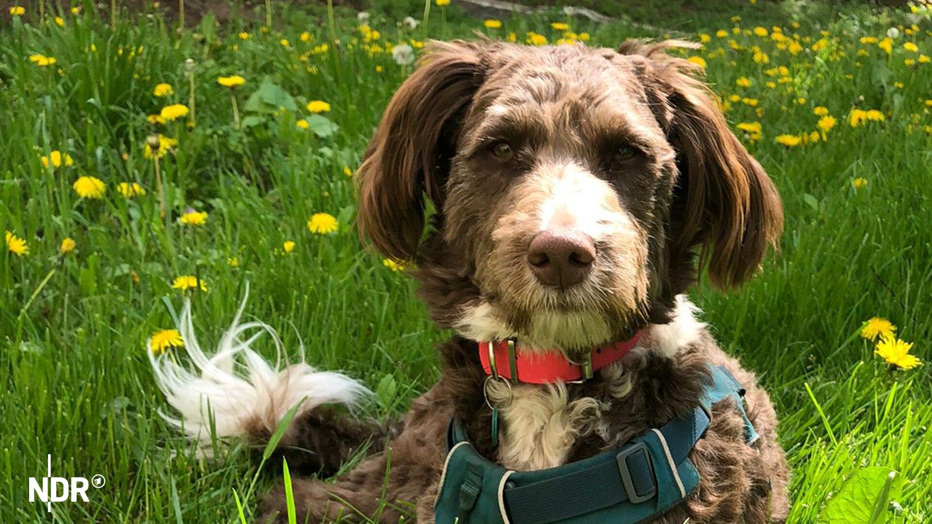 Hunde sollten gegen Staupe geimpft sein. In Selpin hat es mehrere tote Wildtiere gegeben, die mit dem Virus infiziert waren. (Themenbild) | NDR Ein Hund Namens Rachi schaut in die Kamera