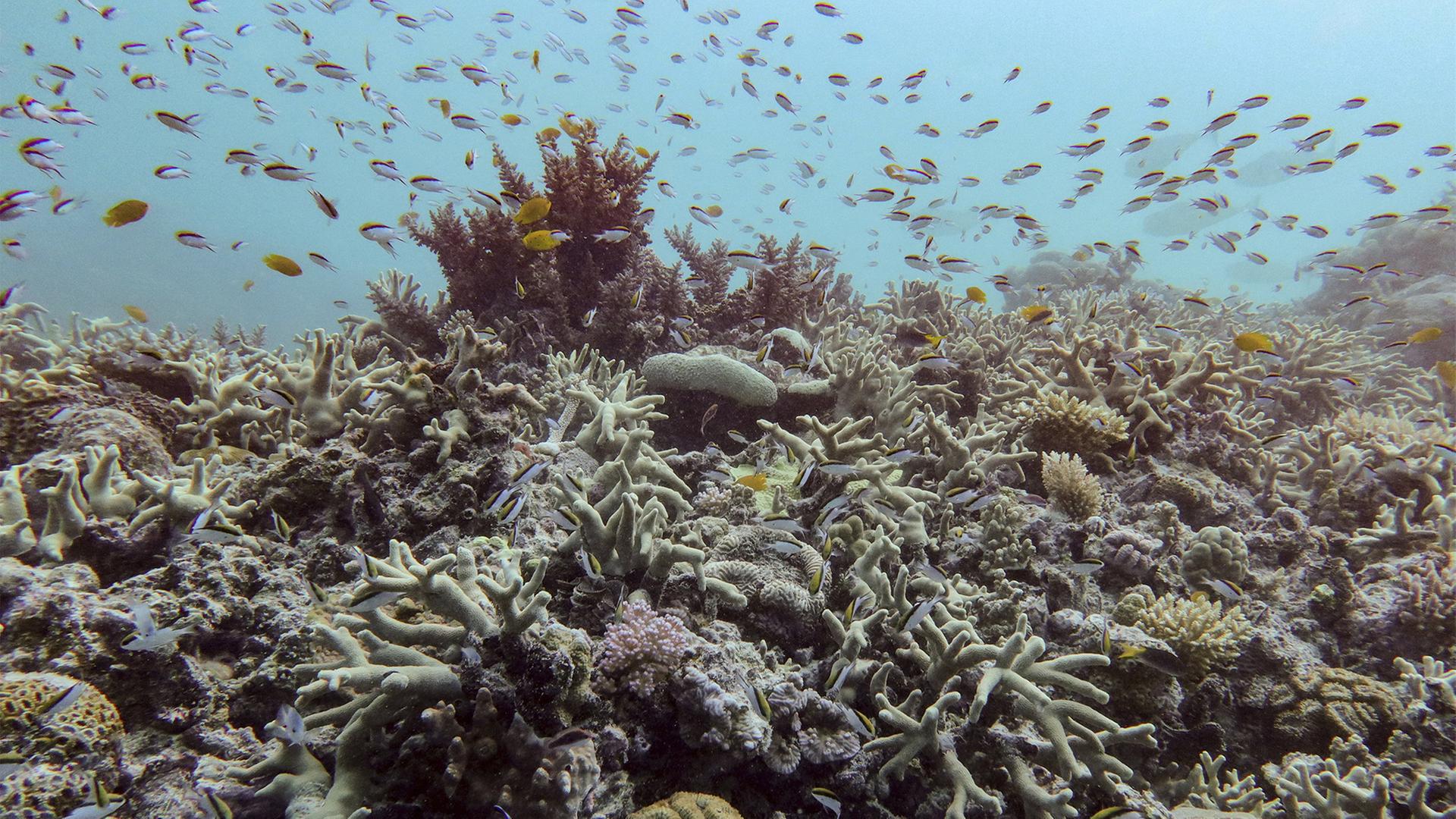 Korallenbleiche im Great Barrier Reef | AP