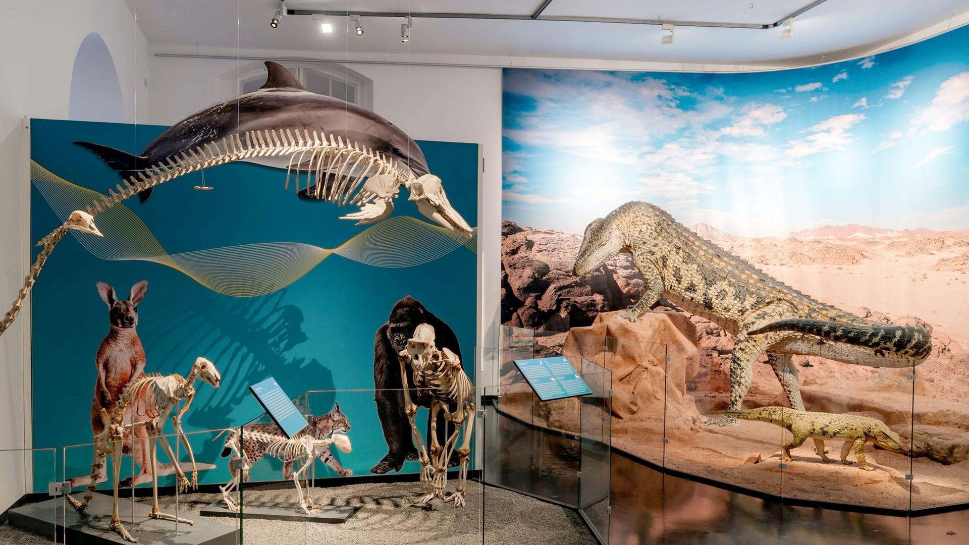 Ausstellung im Naturkundemuseum Kassel: Bewegungskünstler aus der Tierwelt