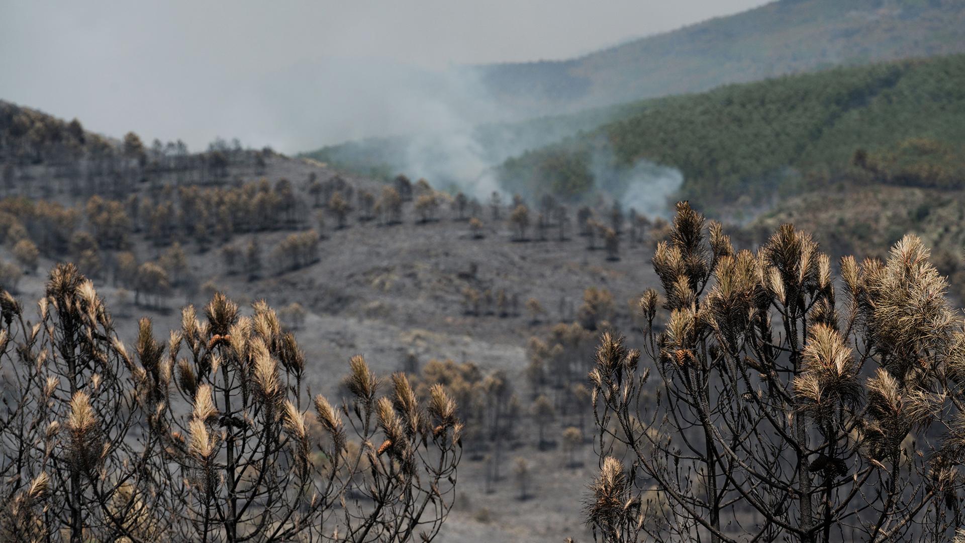 Spanien: Großer Waldbrand bei Madrid außer Kontrolle