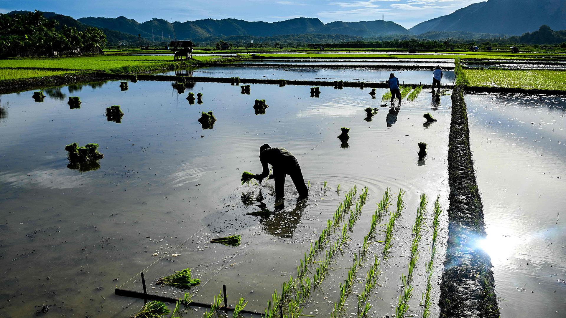 Bauern pflanzen Reis in der Provinz Aceh. | AFP