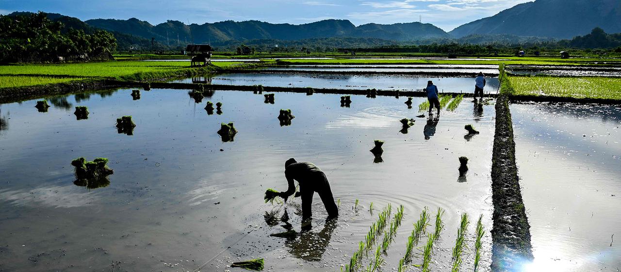 Bauern pflanzen Reis in der Provinz Aceh.