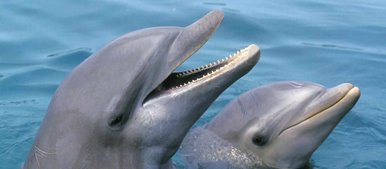 Zwei Delphine halten ihre Köpfe aus dem Wasser. | imagebroker Zwei Delphine halten ihre Köpfe aus dem Wasser.