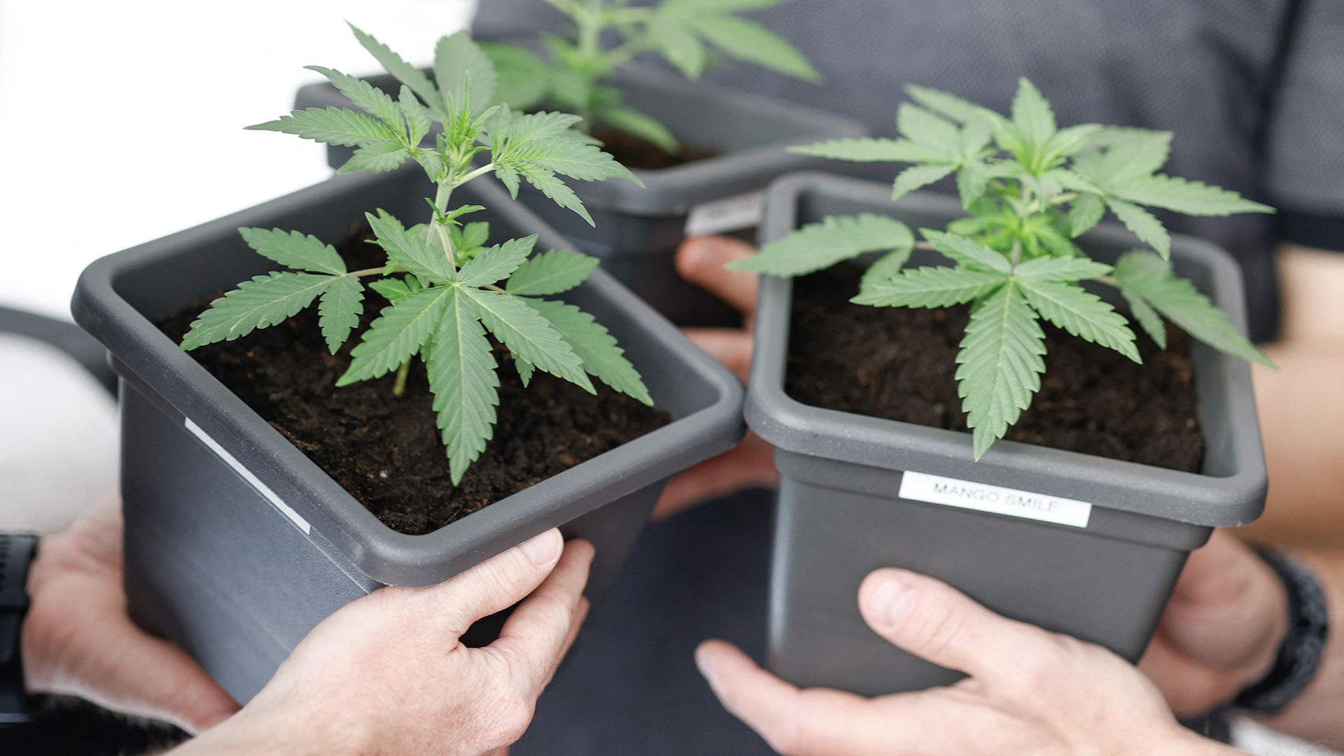 Zwei Menschen halten Blumentöpfe mit kleinen Cannabispflanzen. | AFP