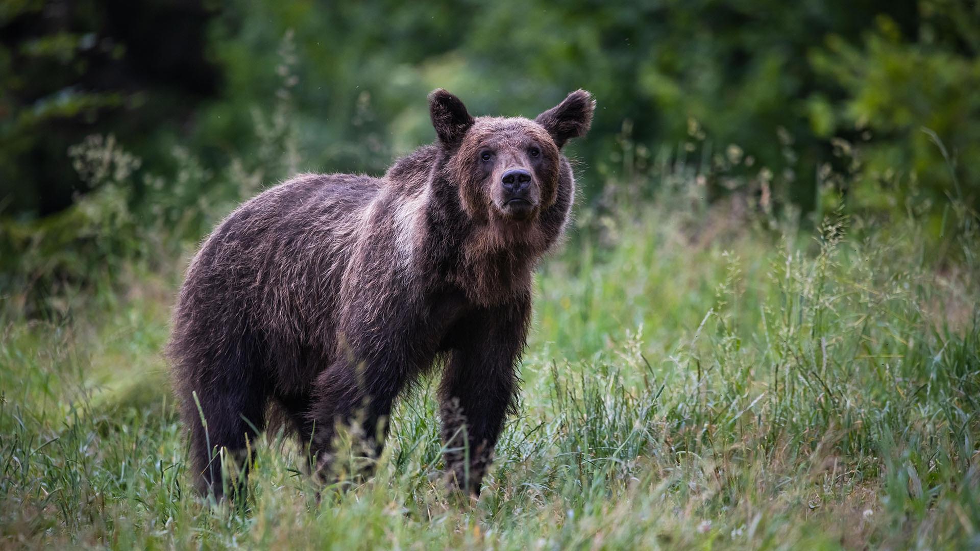 Ein Braunbär auf einer Wiese in Bieszczady, Polen. | picture alliance / imageBROKER