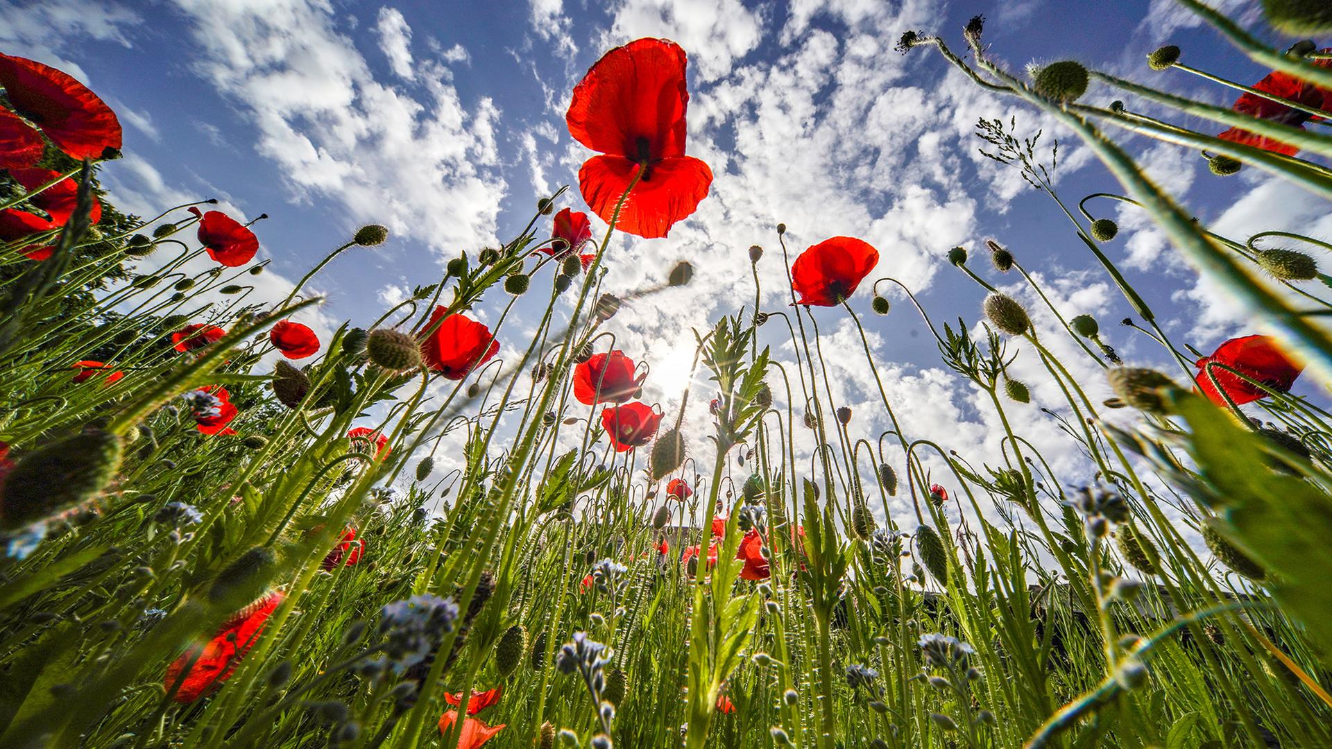 So wird der Garten klimafit