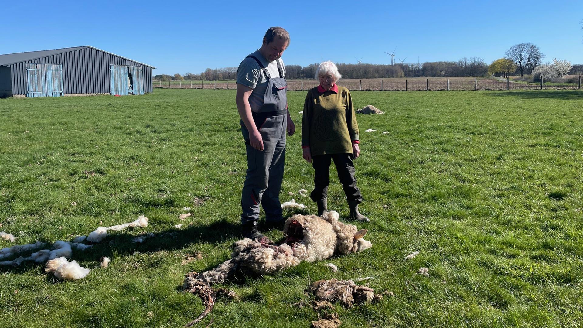 Wolfssichtungen, Wolfsrisse und ein toter Wolf im Münsterland