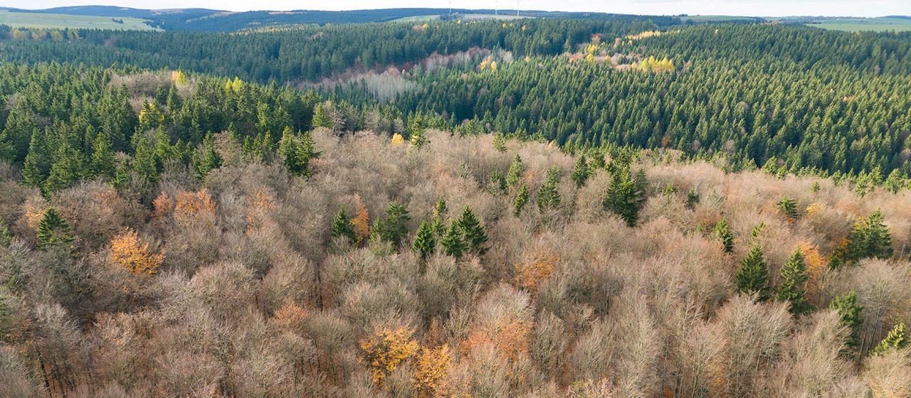 Laub- und Nadelbäume in einem Waldstück