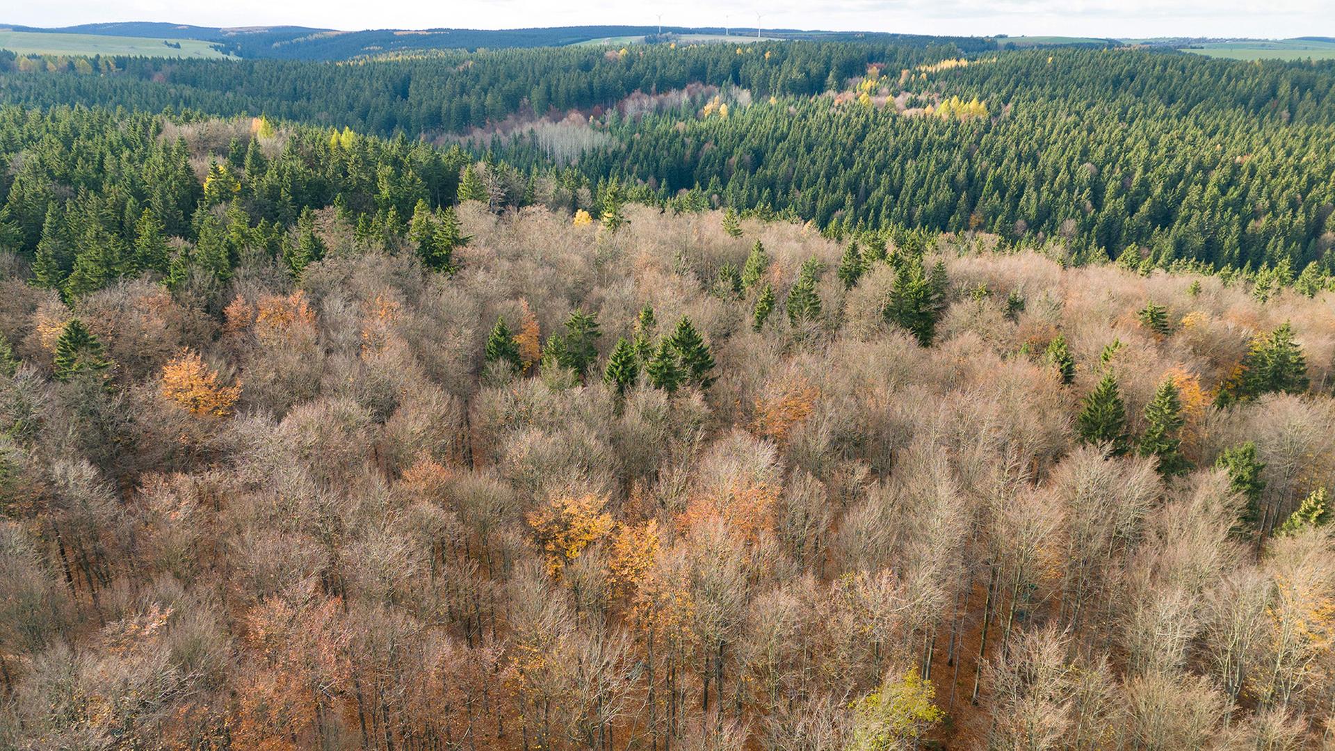 Laub- und Nadelbäume in einem Waldstück | dpa