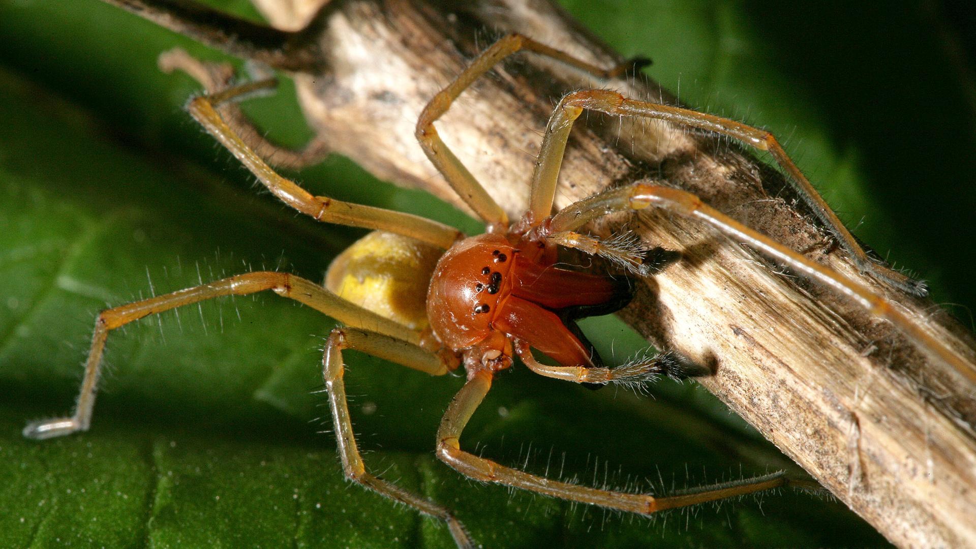Eine Ammen-Dornfinger Spinne krabbelt durch eine Wiese. | picture alliance / dpa