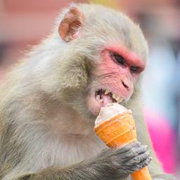 Ein Affe isst ein Eis.
