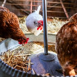 Hühner sind in einem Stall zu sehen.
