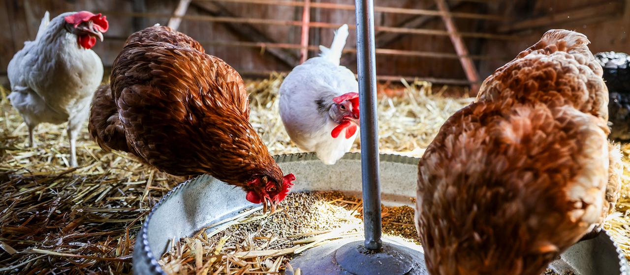 Hühner sind in einem Stall zu sehen. | picture alliance/dpa Hühner sind in einem Stall zu sehen.