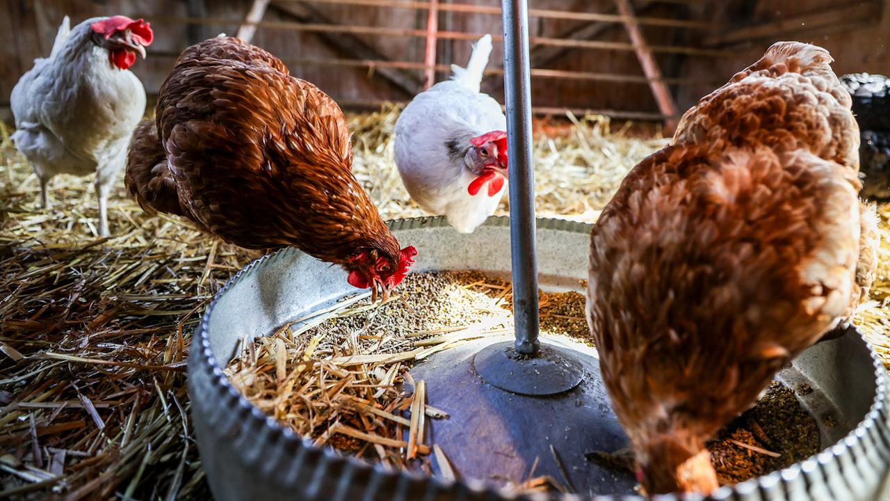 Vogelgrippe: Erste Bundesländer verhängen Stallpflicht Vogelgrippe: Erste Bundesländer verhängen Stallpflicht