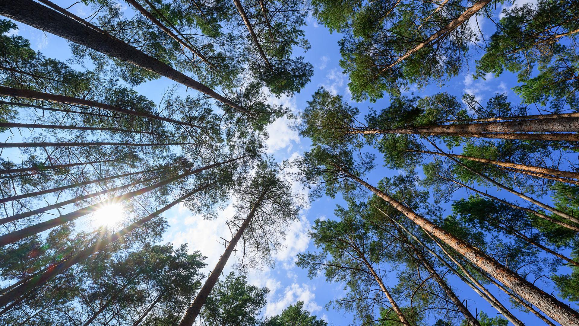 Durchgehend Warnstufe 4: Waldbrandgefahr in Brandenburg überall hoch