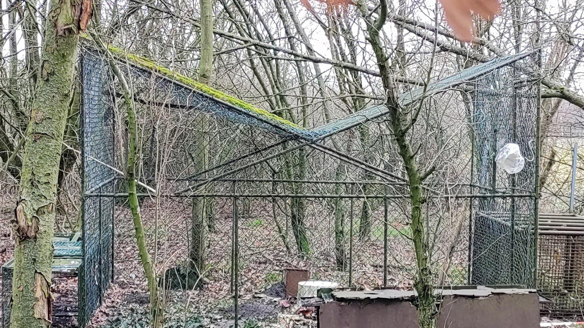 Illegale Vogelfalle: Jäger aus Preußisch Oldendorf ist angeklagt