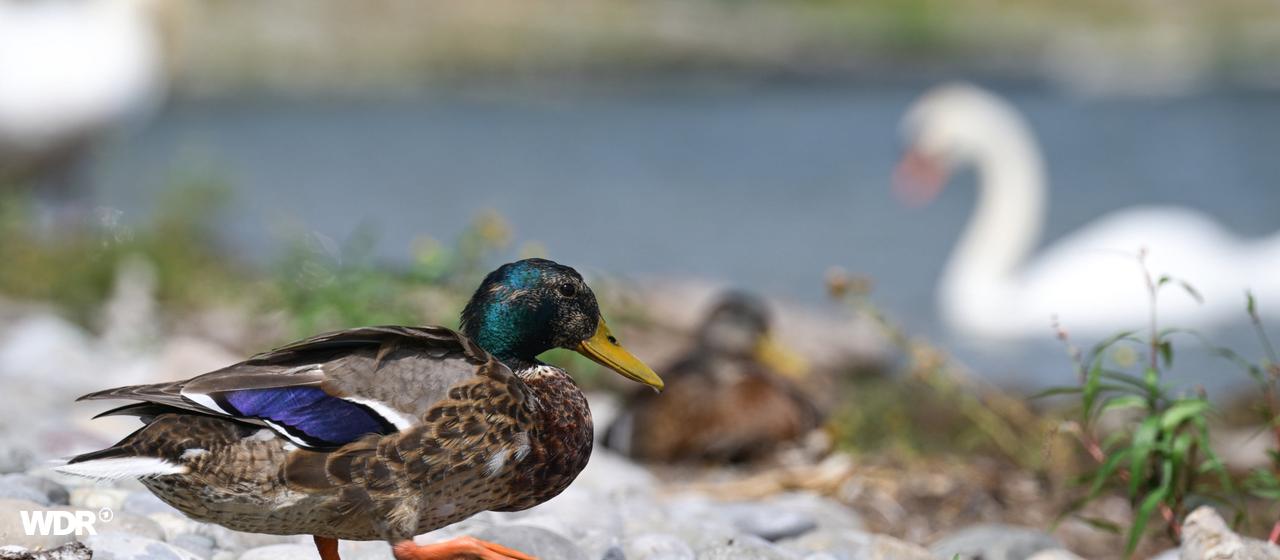 Eine Ente sitzt im Vordergrund, dahinter unscharf weitere Enten und ein Schwan