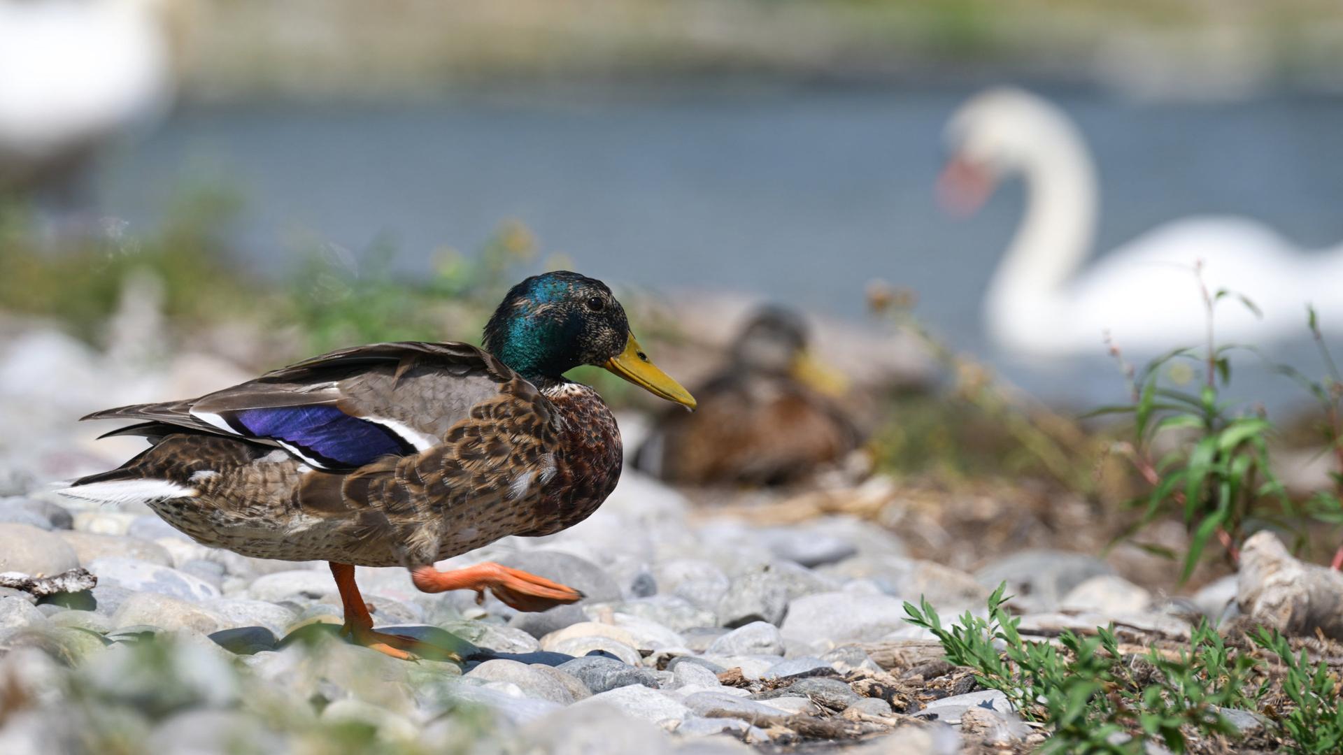 Enten durch Nervengift gestorben