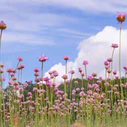 Grasnelken auf einer Wiese - durch die Blumen hindurch fotografiert