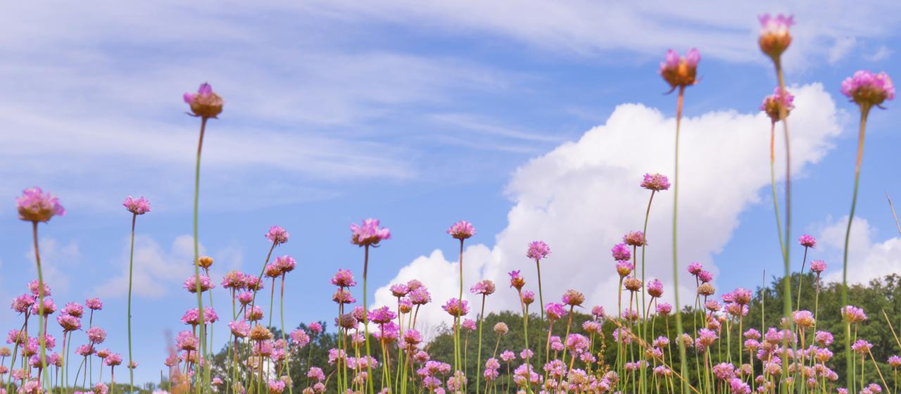 Grasnelken auf einer Wiese - durch die Blumen hindurch fotografiert